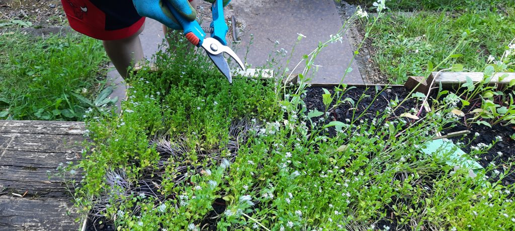 Schulgarten Schloss Schule Durlach